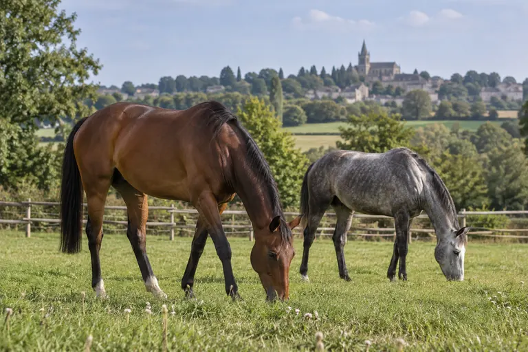 Accueillir un cheval réformé des courses